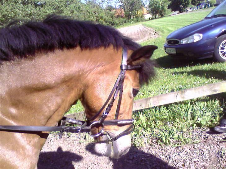 Anden særlig race Buster Larsen *SOLGT* - Elsker dig buster !  billede 7