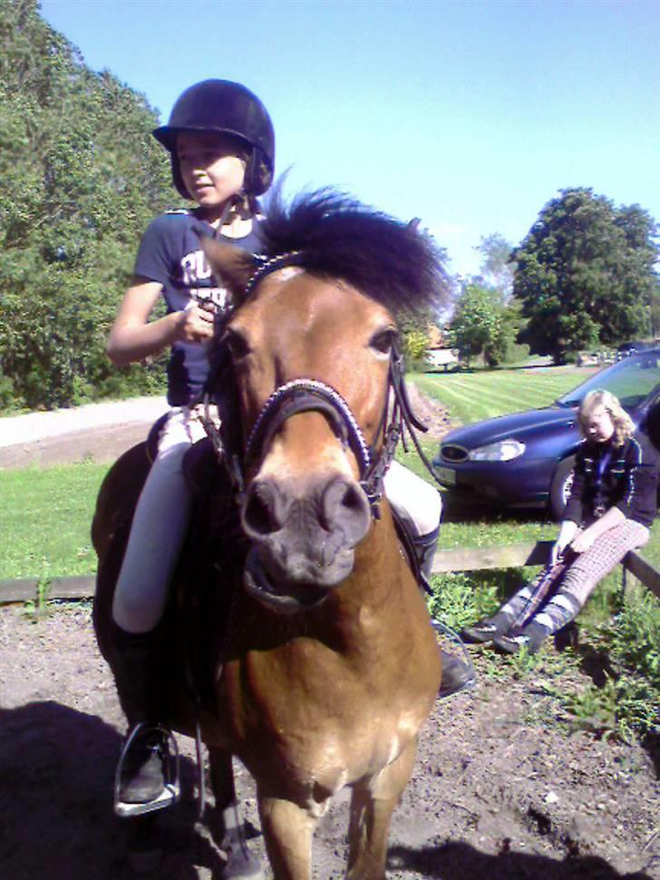 Anden særlig race Buster Larsen *SOLGT* - Hiver ham ikke i munden :-D  tøjlerne hænger faktisk løst hvis i kigger godt nok!  billede 9