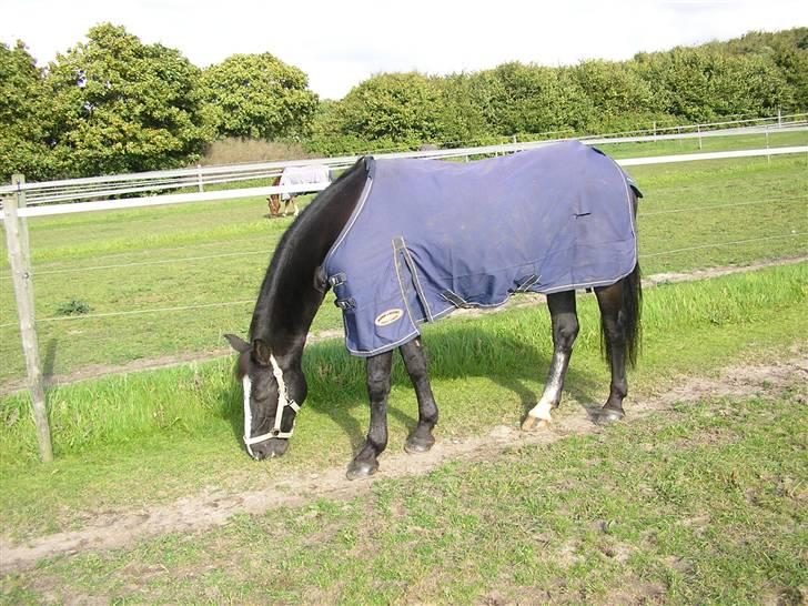 Anden særlig race Samba - den dag vi var ude for at se hende<3 billede 2