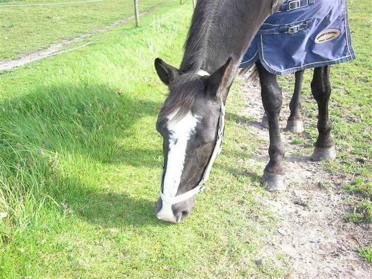 Anden særlig race Samba - det var hende vi faldt for<3 billede 3