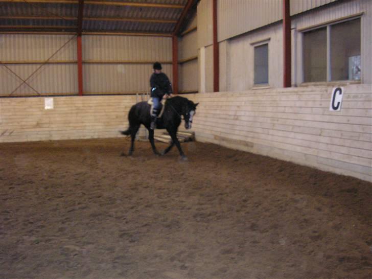 Anden særlig race Samba - lige en tur i ridehuset for der var sq sne på ridebanen. Hihi.<3 billede 4