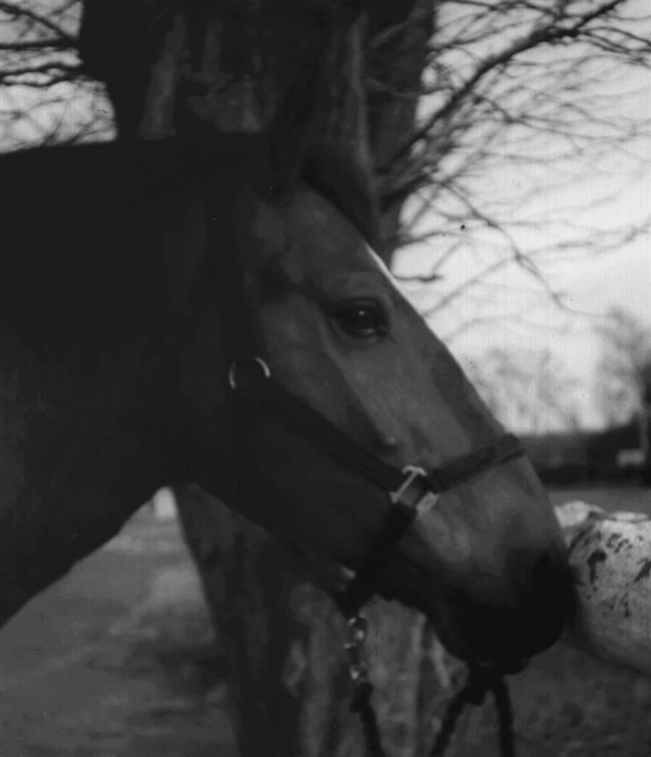 Anden særlig race Claus - Tror stadig han var rideskolehest, da vi tog disse billeder. Eller også havde jeg lige købt ham. billede 6