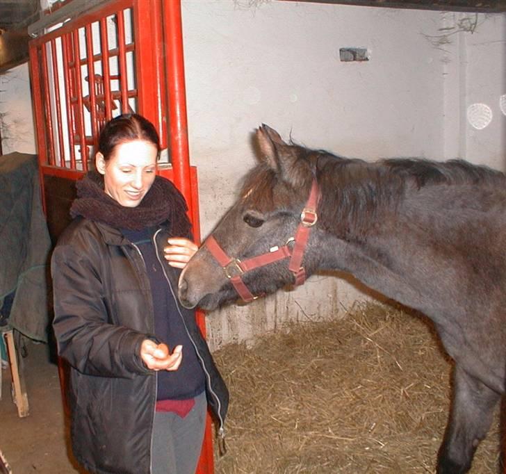 Pura Raza Española Estrella - I stalden hos Hanne - hendes 1 års fødselsdag. billede 6