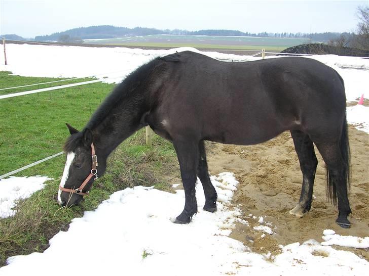 Anden særlig race Samba - her er min lille uldtot.. elsker kun diig Samba<3 billede 5