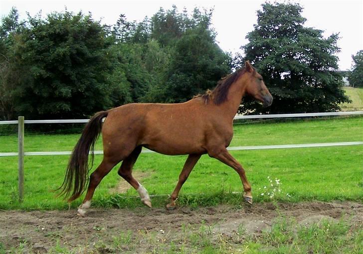 Dansk Varmblod Winzerkind  - Traver løs i regnvejr billede 13