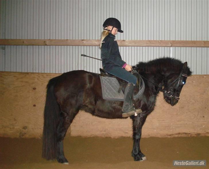 Anden særlig race Shiva <3 - Shiva - dressur. (: Hun var sød, men lidt under lod her. :) billede 2