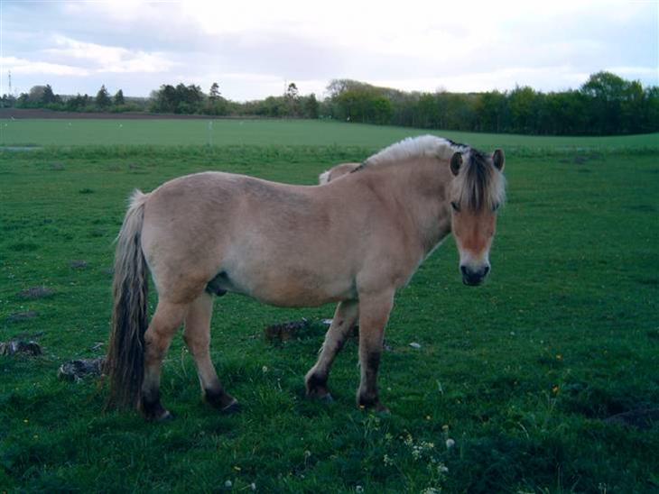 {{currentPhoto.altText}} billede {{currentPhoto.number}}