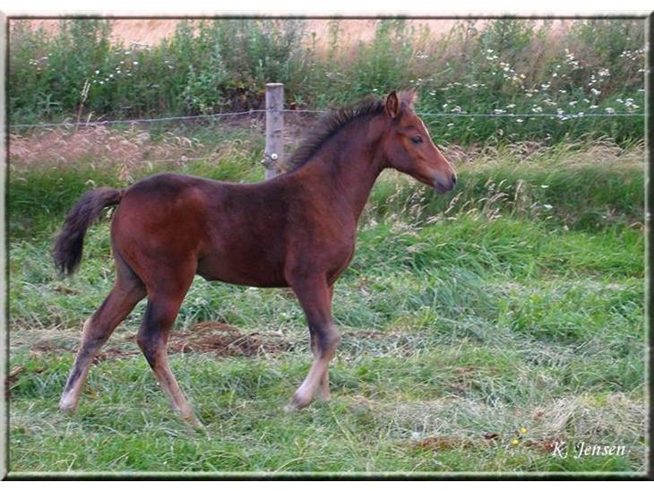 {{currentPhoto.altText}} billede {{currentPhoto.number}}