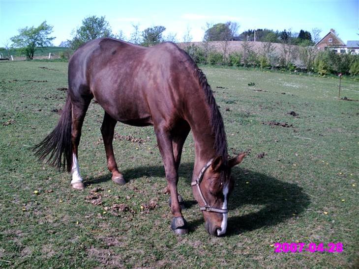 {{currentPhoto.altText}} billede {{currentPhoto.number}}