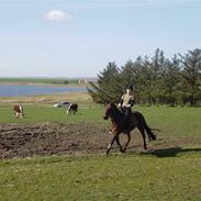 Traver ZAMBEZI solgt