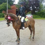 Sportsaraber (A) Sødals Sally (Lille søs's