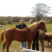 Anden særlig race Castor