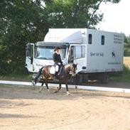 Welsh Pony af Cob-type (sec C) Gribsvads Leading Bruni {Solgt}