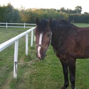 Welsh Pony af Cob-type (sec C) Gribsvads Leading Bruni {Solgt}