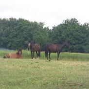 Welsh Pony af Cob-type (sec C) Gribsvads Leading Bruni {Solgt}