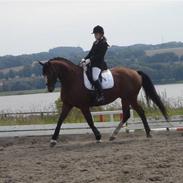 Dansk Varmblod Bernie