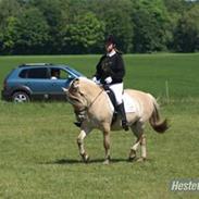 Fjordhest Siri Kaptain
