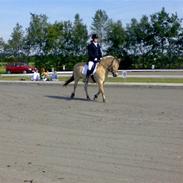 Fjordhest Siri Kaptain