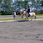 Fjordhest Siri Kaptain