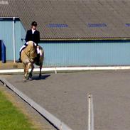 Fjordhest Siri Kaptain