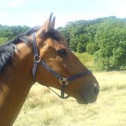 Anden særlig race Santos<3 R.I.P. :(