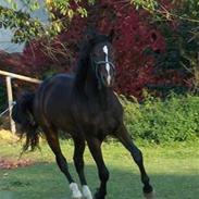 Tjekkisk Varmblod  Alcazar R.I.P <3