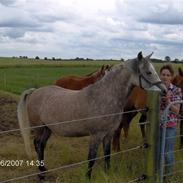 Arabisk fuldblod (OX) Cezanne OX  Solgt