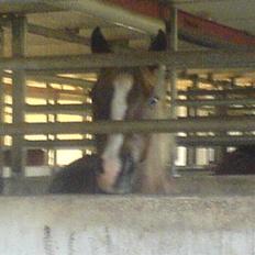 Anden særlig race  Lucky :)<'3 