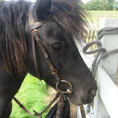 Anden særlig race Smuttie