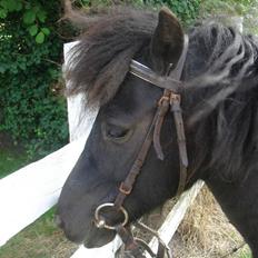 Anden særlig race Smuttie