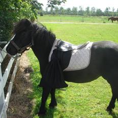 Anden særlig race Smuttie