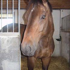 Holstener Dominique- *RIP*