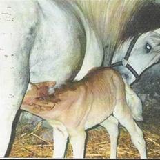 Anden særlig race Blanca