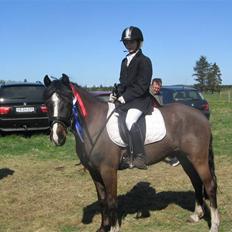 Welsh Pony af Cob-type (sec C) Gribsvads Leading Bruni {Solgt}