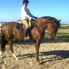 Dansk Varmblod CA-VA <3 R.I.P :'(