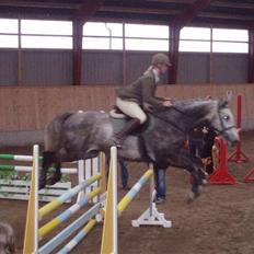 Dansk Varmblod Holmeriks casandro