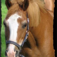 Anden særlig race Charlie - Min Engel † RIP