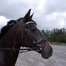 Anden særlig race Bethsie - Låne pony <3
