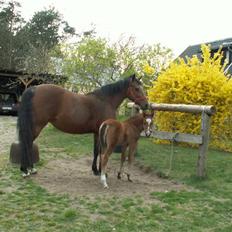 New Forest Opbroeks Mayday (solgt)