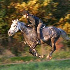 DSP Tino af Rosenholm t.part 