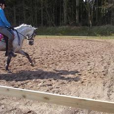 Welsh Pony af Cob-type (sec C) Søgaardens Asterix