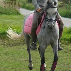 Welsh Pony af Cob-type (sec C) Søgaardens Asterix