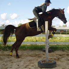 Arabisk fuldblod (OX) Tai Tazini OX 3124