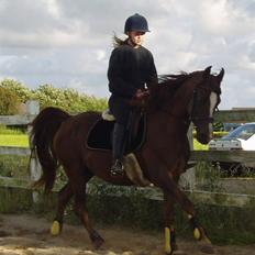 Arabisk fuldblod (OX) Tai Tazini OX 3124