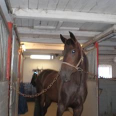 Traver Maximum Laser 