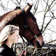 Anden særlig race Valentin af Rosenholm 