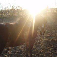 Anden særlig race Valentin af Rosenholm 