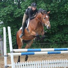 Anden særlig race Valentin af Rosenholm 