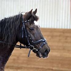 Welsh Cob (sec D) Lesto Marquis