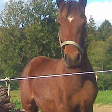 Anden særlig race Majsens Ozzy Osborne.